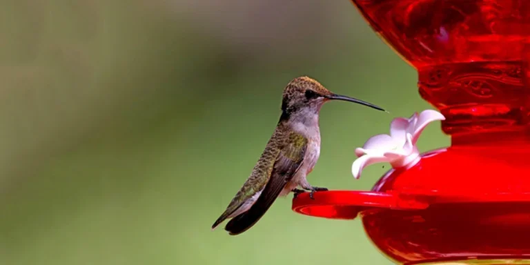A hummingbird perched on a red hummingbird feeder