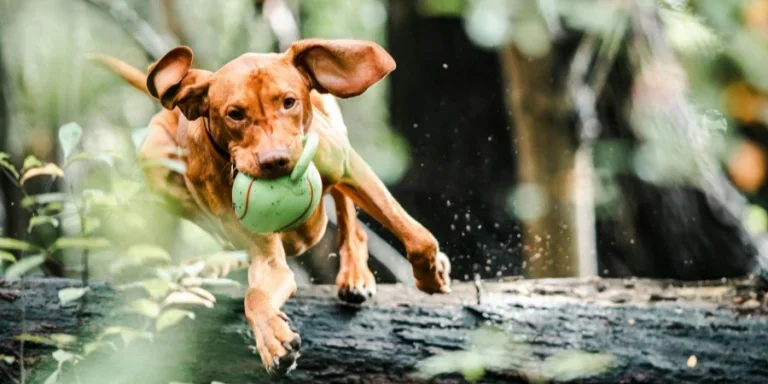 Dog Jumps over Fallen Tree Trunk with Ball in Mouth