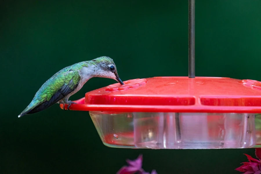 Hummingbird feeding from a feeding port on a red saucer feeder