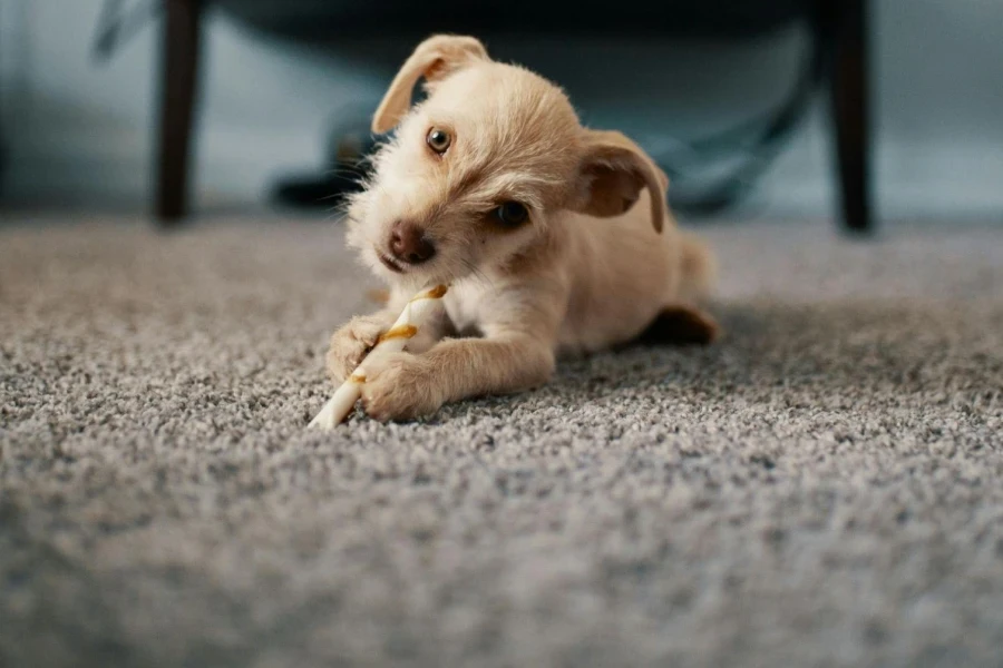 Puppy Lying on Carpet