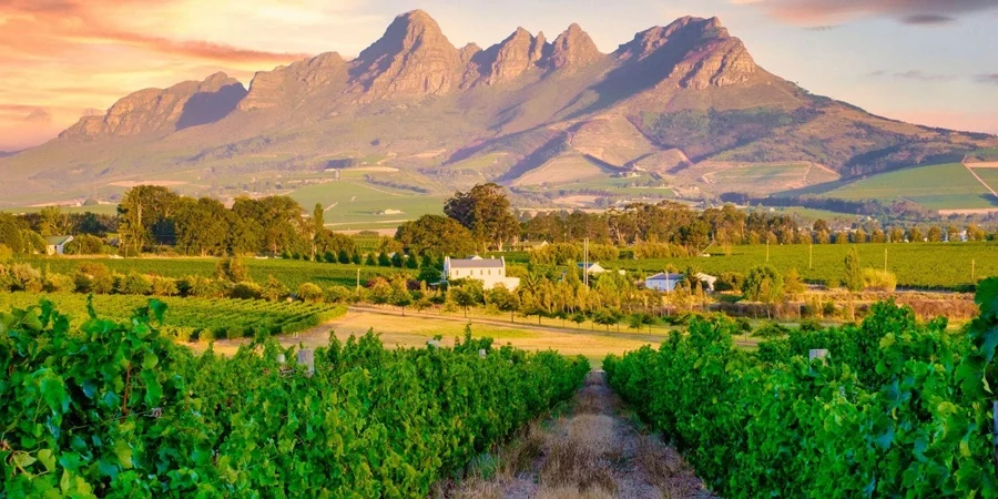 Vineyard landscape at sunset with mountains in Stellenbosch