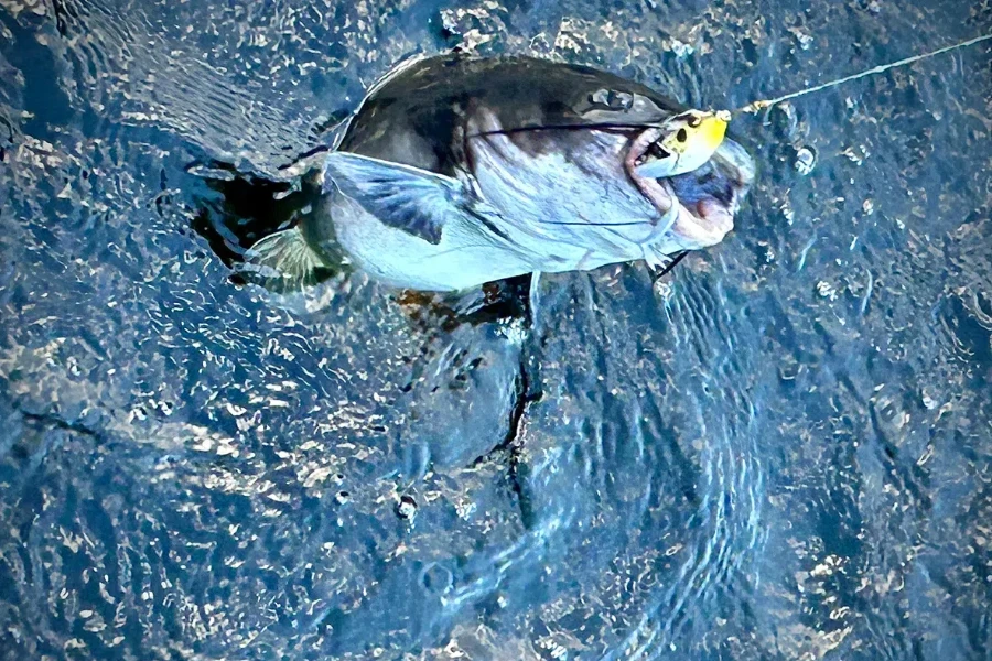 A yellow frog lure in action catching a large fish