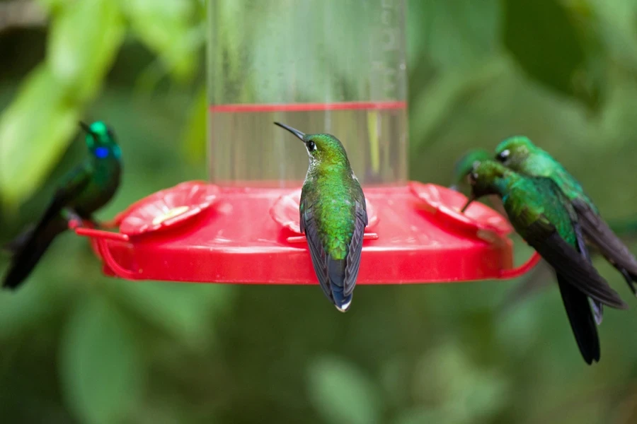 four feeding hummingbirds around a hummingbird feeder in a garden