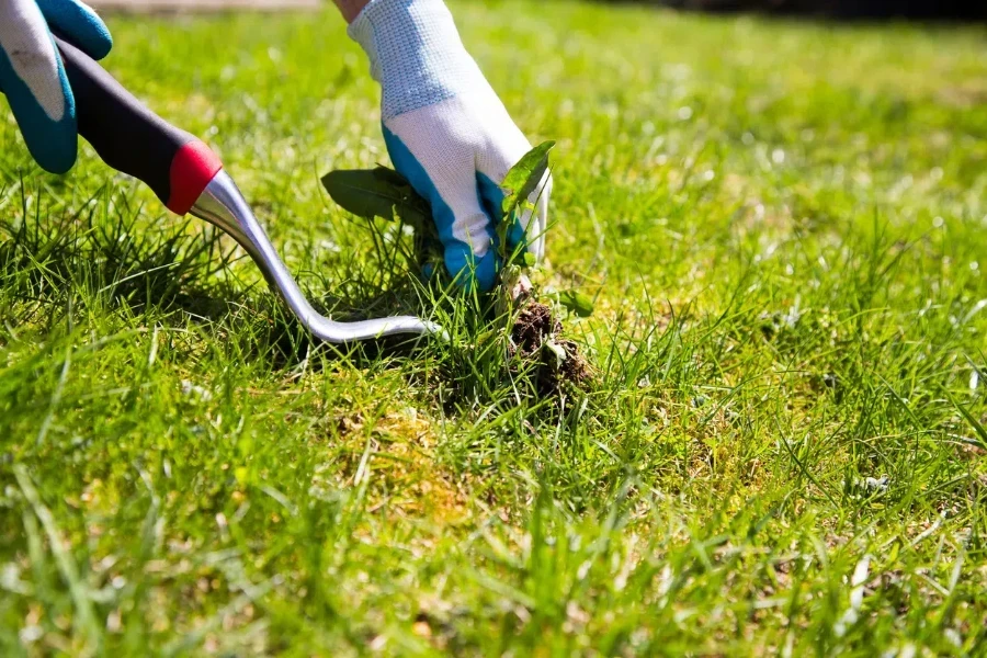 Gloved hand manually removing weeds with a tool