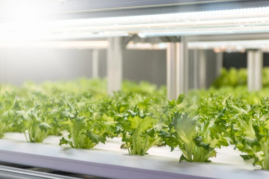 growing Frillice Iceberg Lettuce in hydroponics indoors