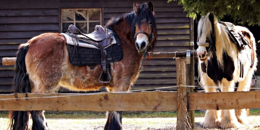 horses, races, saddle