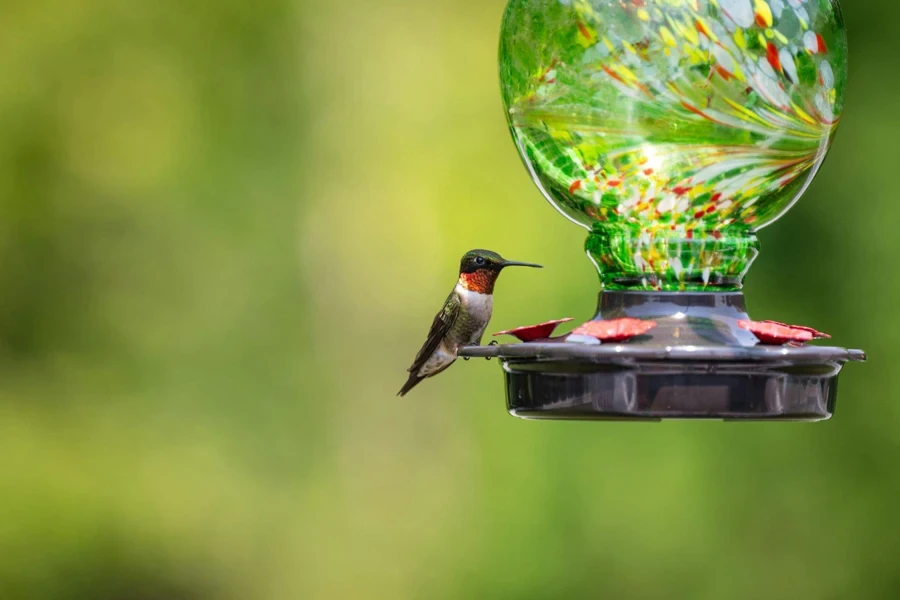 hummingbird perched on a unique design feeder