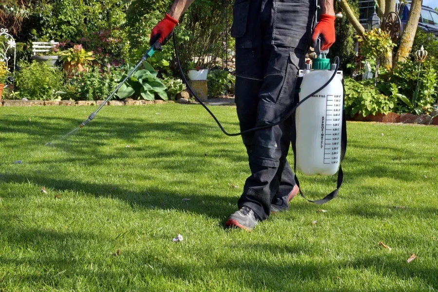 Man spraying the weeds in a lawn