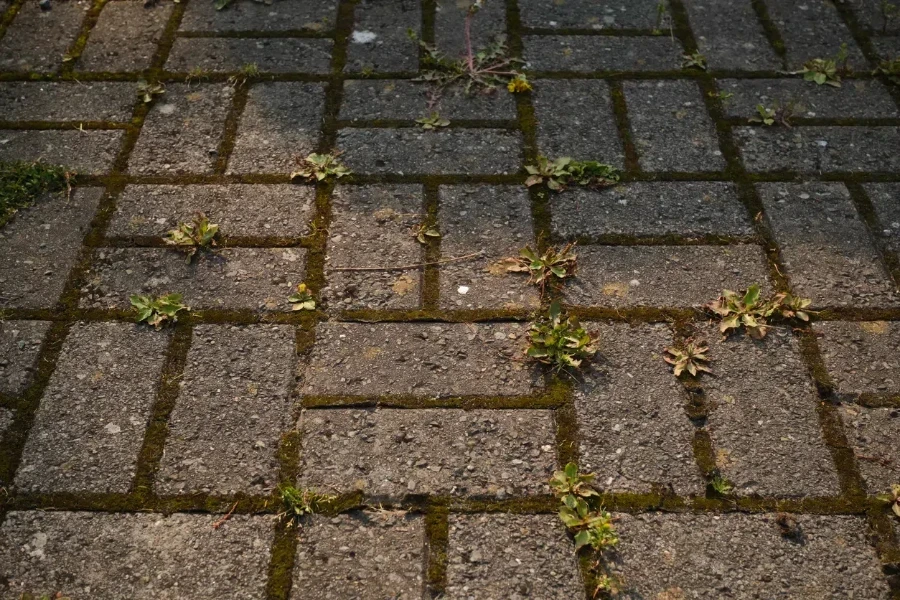 Moss and weeds growing on a home paved driveway