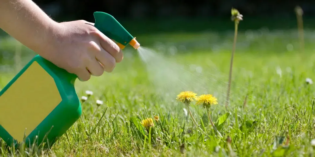 Spraying dandelions with a green and yellow atomizer garden