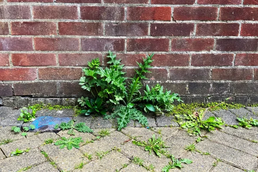 Weeds growing up through bricks in a garden