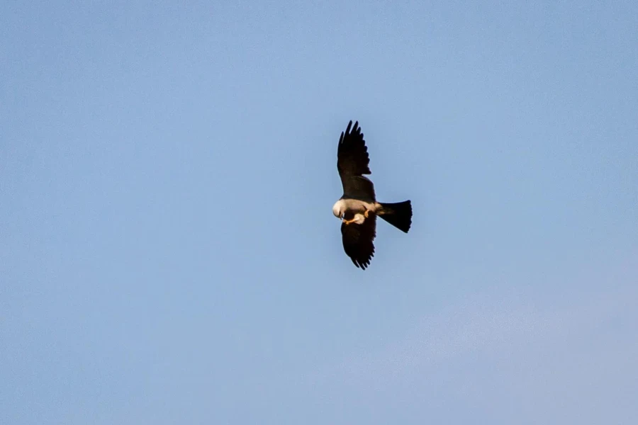 A Mississippi kite takes a bite of a cicada that it had just caught