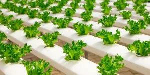 A view of a hydroponic garden