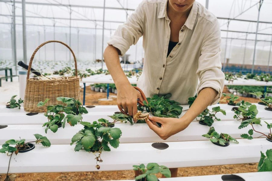 A woman working  a hydroponic garden