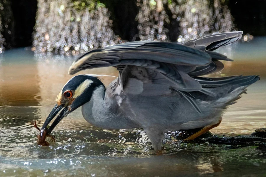 A yellow-crowned night heron catches a crawdad