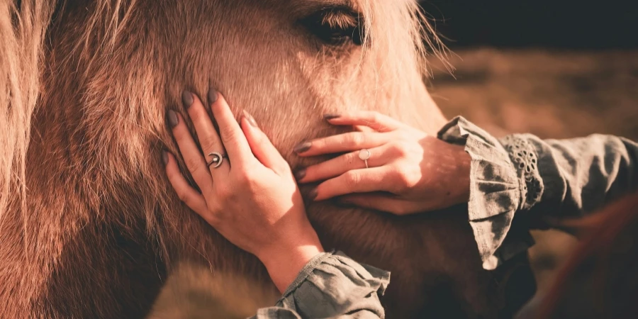 Une femelle méconnaissable caresse le museau d'un cheval obéissant tout en se tenant debout sur l'herbe sous le soleil