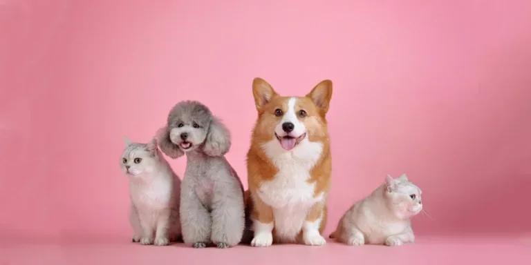 Para los dueños de mascotas, las aspiradoras para pelos de mascotas son indispensables en los hogares.