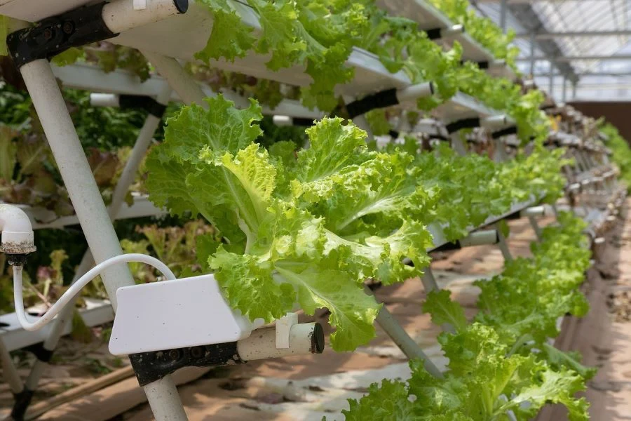 Hydroponic greenhouse lettuce