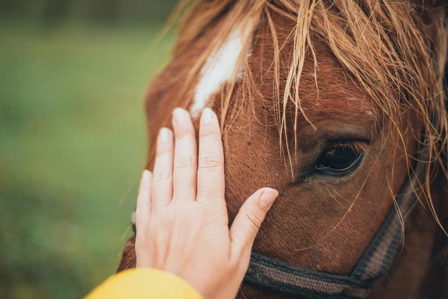 Person Holding Brown Horse