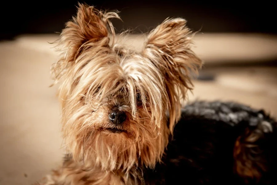 Strong pet hair vacuums are particularly useful for shedding pets