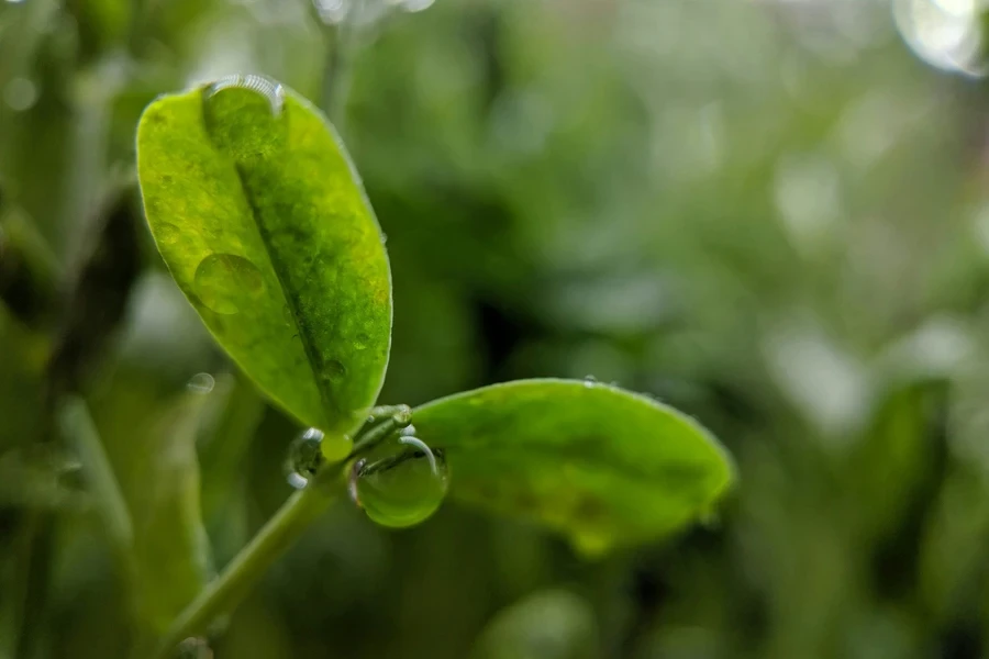 a leaf with some drops of water