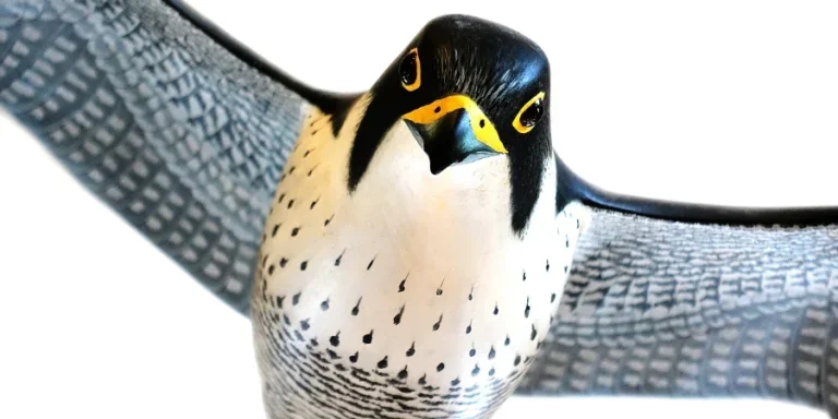 peregrine, falcon, bird