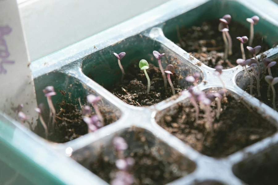 some seeds sprouting out of the soil