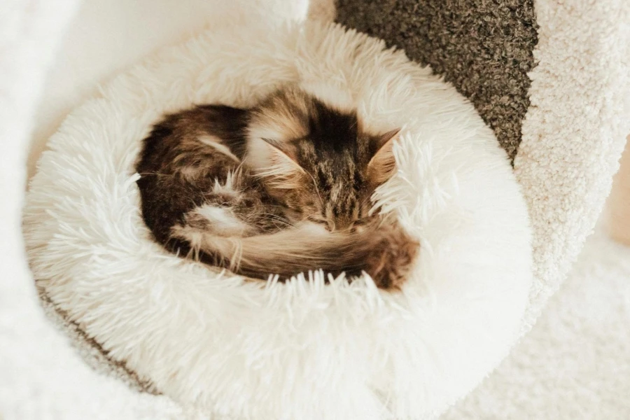 A Cat Resting on its Bed