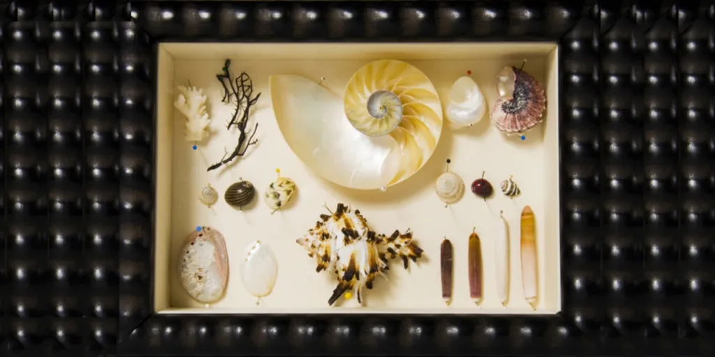 A beautiful collection of seashells in a shadow box