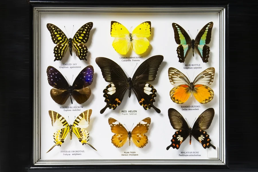 A collection of butterflies in a covered shadow box