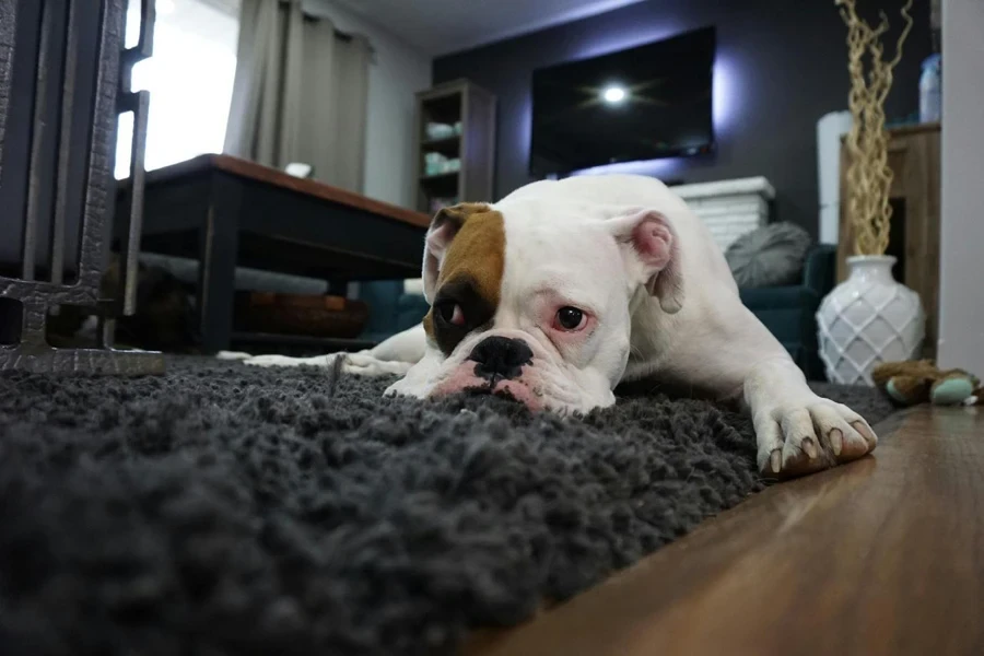 A dog lying on a rug