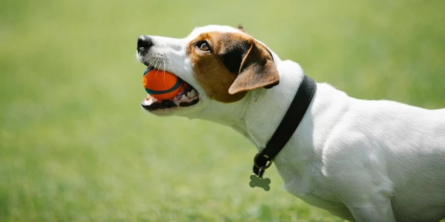 A dog with a ball in its mouth