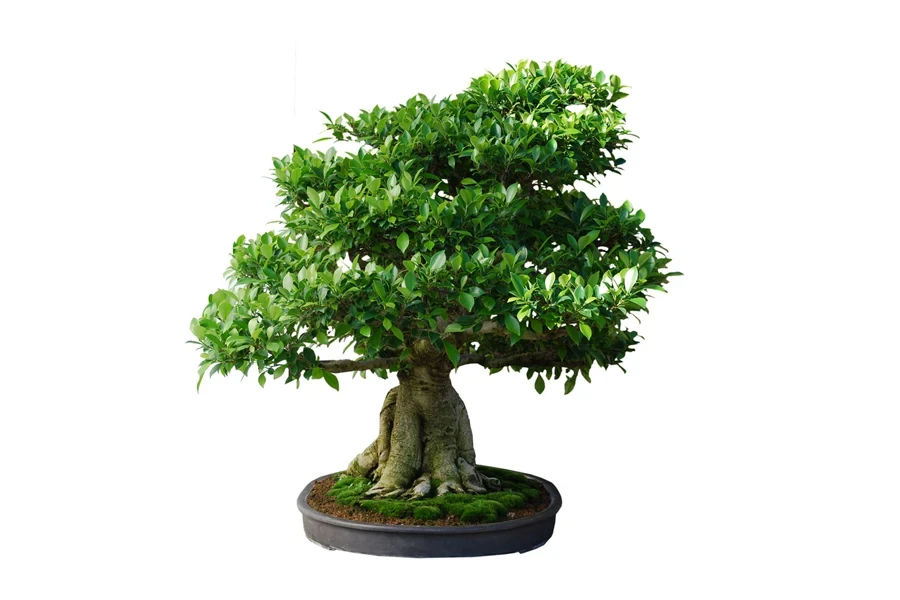 A ficus bonsai in a ceramic container