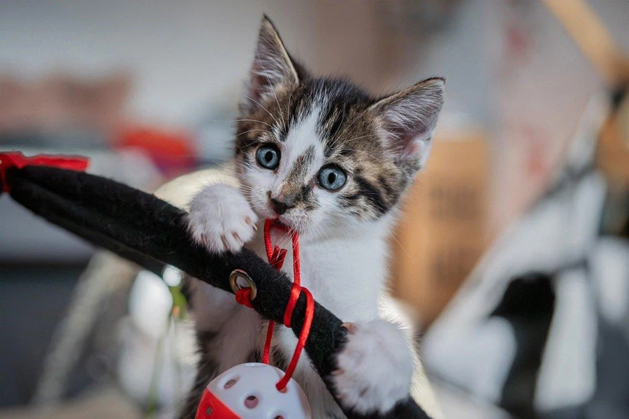 A kitten holding a rope