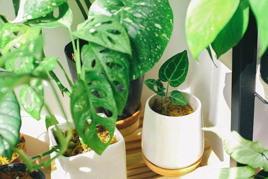 A variety of indoor plants in white planters