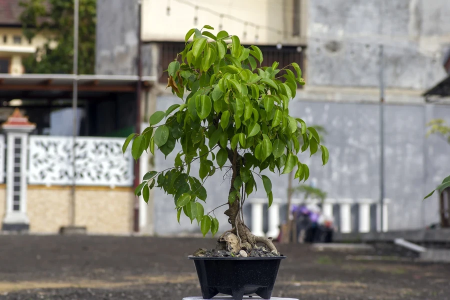 A weeping fig bonsai tree