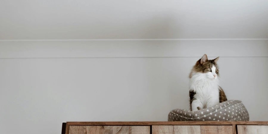 Adorable Cat Resting on Soft Bed on Closet