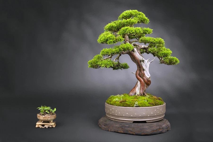 An old Japanese juniper bonsai tree