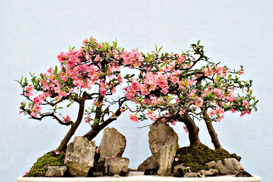 Beautiful Japanese bonsai flowering cherry trees