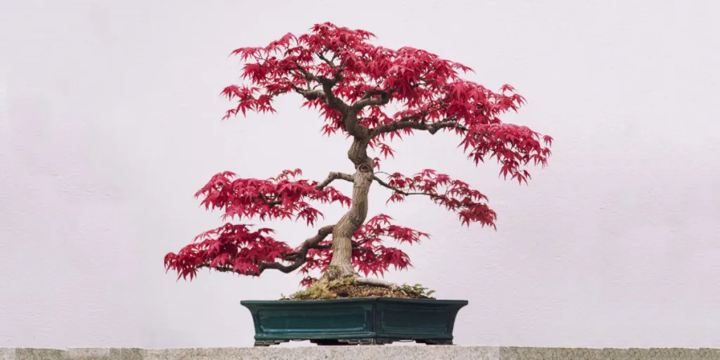 Bonsai of a dwarf Japanese red maple in ceramic pot