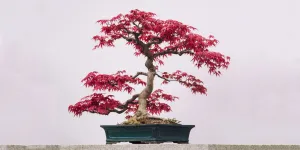 Bonsai of a dwarf Japanese red maple in ceramic pot