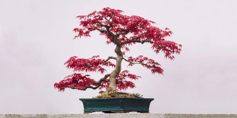 Bonsai of a dwarf Japanese red maple in ceramic pot