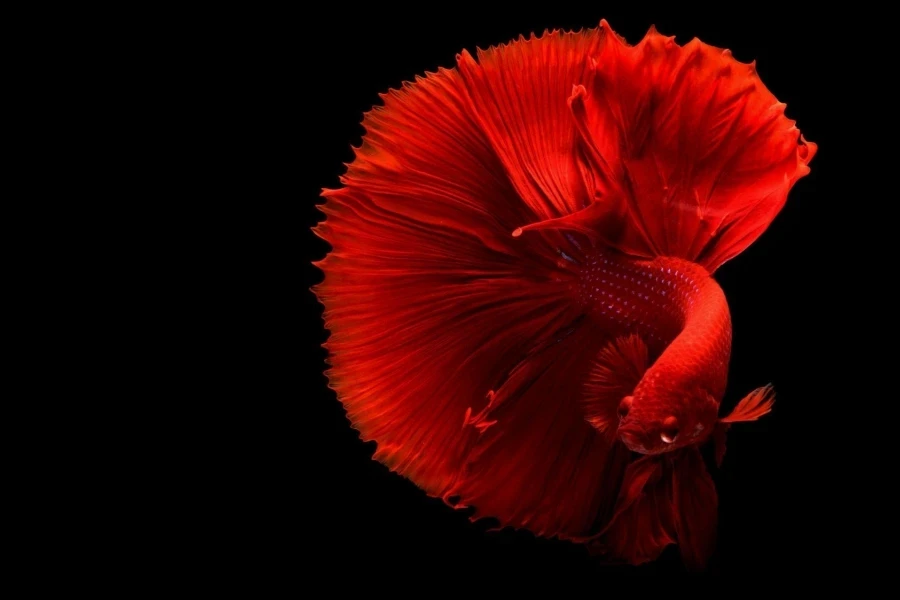 Close Up of a Red Siamese Fighting Fish