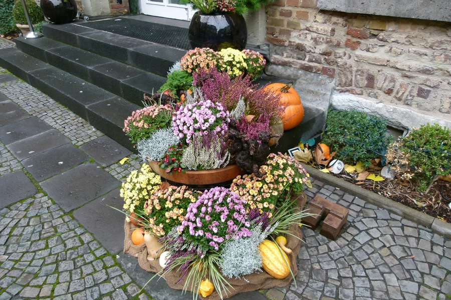 Different types of beautiful Thanksgiving fall flowers