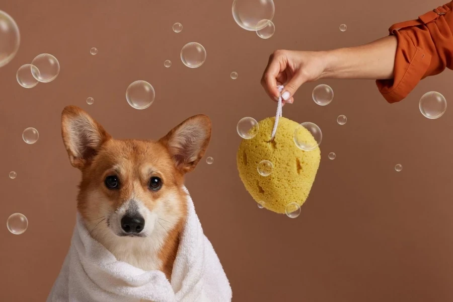Dog Wrapped in a Towel After Bathing