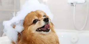 Dog with Foam on Its Head