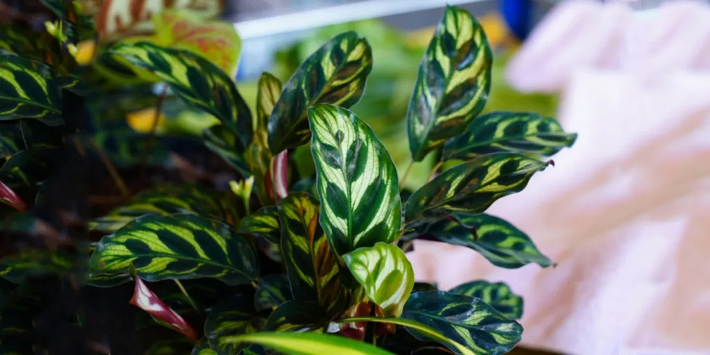 Image of the complex patterns of the Calathea makoyana leaf