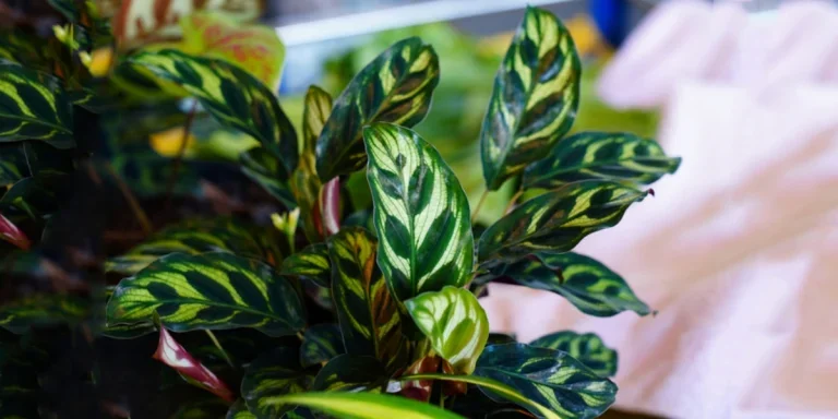 Image of the complex patterns of the Calathea makoyana leaf