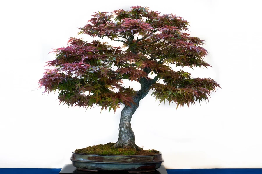 Japanese Acer palmatum maple bonsai