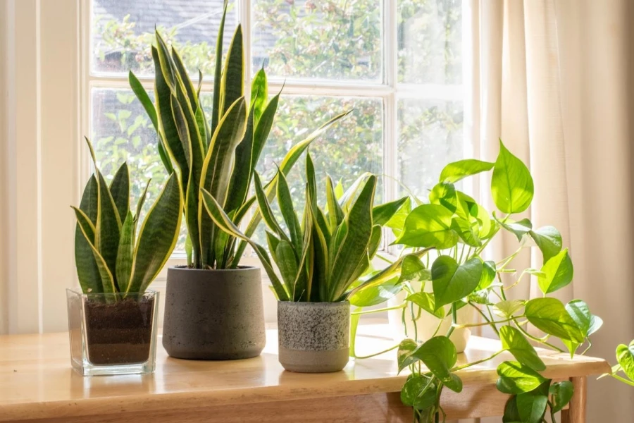 Potted Snake Plants